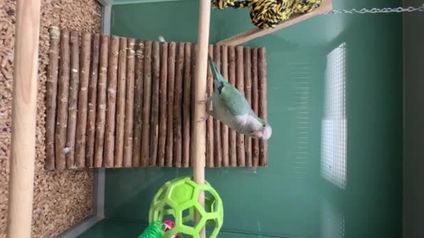 美丽的鹦鹉在笼中拍打着翅膀 绿色异国鸟坐在笼中的树枝上 高质量的4K镜头 — 图库视频影像