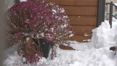 Kanada 'daki kış fırtınasından sonra karla kaplı kaptaki pembe çiçekler. Kanada 'da Ottawa - 01-14-24.
