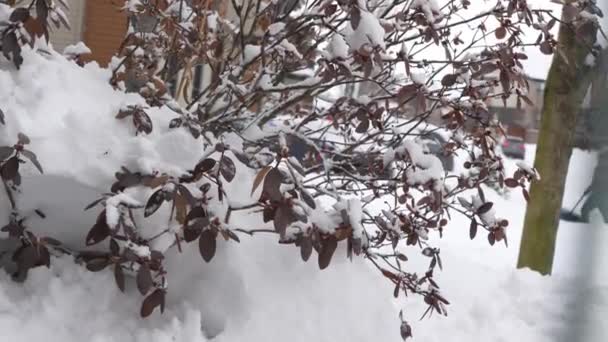 加拿大一场冬季风暴后 花丛被雪覆盖 渥太华On Canada — 图库视频影像
