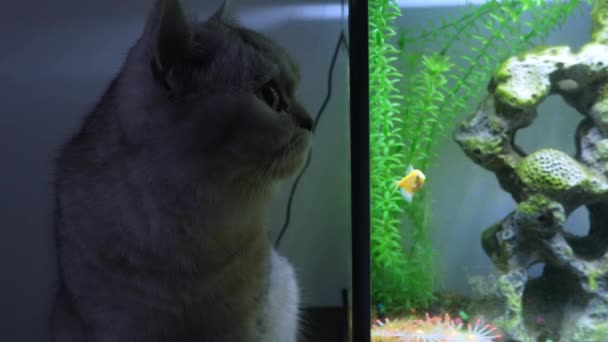 Γάτα Ψάχνει Για Τετρακέφαλα Ψάρια Στο Ενυδρείο Λαμπερό Ψάρι Διαφορετικό — Αρχείο Βίντεο