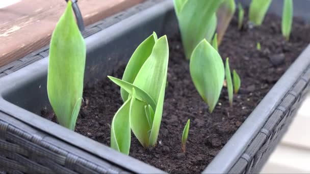 自宅の温室でプラスチック製の箱で成長するスプロットされたチューリップ球根 花屋での販売のための新しい成長チューリップ — ストック動画