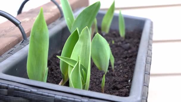 Rostou Tulipánové Cibule Plastových Krabicích Skleníku Nové Růstové Tulipány Prodej — Stock video