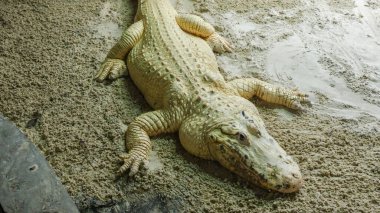 Uzun kuyruklu ve keskin dişli büyük bir timsah bir gölün kıyısında yatıyor. Timsah koyu gri renktedir ve pürüzlü, pullu bir teni vardır. Sıcak bir kayanın üzerinde güneşleniyor..