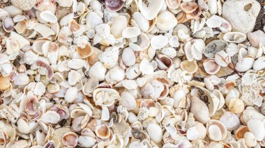 Dağınık deniz kabuklarıyla kumlu sahile yakın çekim yapmak güzel bir kıyı şeridi oluşturur. Deniz kabuklarının altın kuma karşı karmaşık desenleri onu büyüleyici kılıyor..