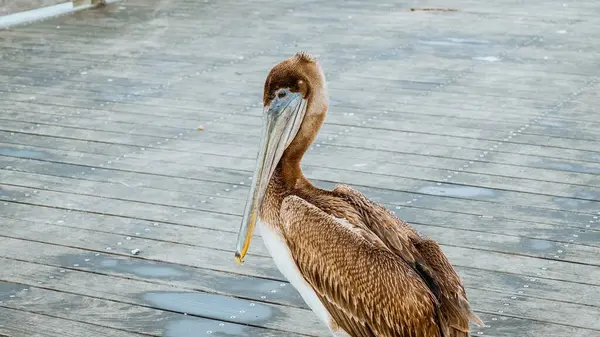 Kahverengi bir pelikan okyanus kıyısındaki yıpranmış bir rıhtıma tünemiş, kameraya bakıyordu. Rıhtımdaki su birikintileri gökyüzünü yansıtıyor, engin okyanuslar ve arka planda açık mavi gökyüzü..