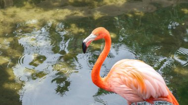 Sakin bir doğal sahnede zarif ve canlı pembe bir flamingo zarif adımlarla suda ilerler ve etrafındaki huzurlu çevreyi yansıtan güzel dalgalar yaratır..