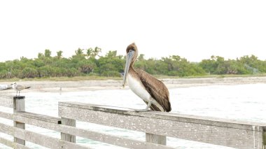 Kahverengi bir pelikan okyanus kıyısındaki yıpranmış bir rıhtıma tünemiş, kameraya bakıyordu. Rıhtımdaki su birikintileri gökyüzünü yansıtıyor, engin okyanuslar ve arka planda açık mavi gökyüzü..