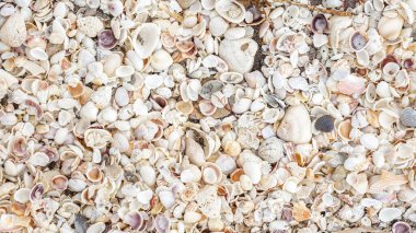 Dağınık deniz kabuklarıyla kumlu sahile yakın çekim yapmak güzel bir kıyı şeridi oluşturur. Deniz kabuklarının altın kuma karşı karmaşık desenleri onu büyüleyici kılıyor..