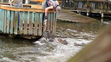 Florida 'daki vahşi yaşam parkında eldivenli bir hayvan bakıcısı tarafından bir parça etle beslenen bir timsah çenesini şaklatıyor. Tahta geçidin altındaki bulanık suda daha fazla timsah yüzüyor..