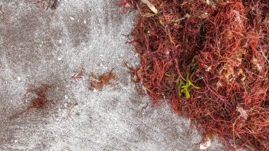 Detailed close-up of tangled reddish brown algae seaweed on light gray stone slab with rough texture. clipart