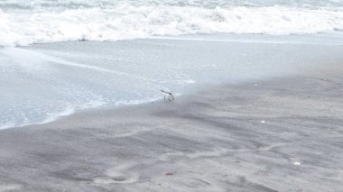 Bulutlu gökyüzünün altında okyanusun yanındaki ıslak kumun üzerinde duran tek bir kahverengi kuş...