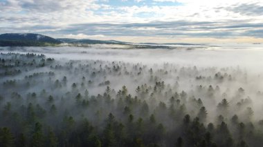 Güneşin doğuşunda, açık mavi gökyüzünü aydınlatan yemyeşil ağaçlar ve parlak sarı bir güneşin yer aldığı sakin ve sisli bir ormanı görüntüler ve huzurlu bir atmosfer yaratır..