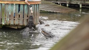 Florida Vahşi Yaşam Parkı Hayvanat Bahçesinde Heyecanlı Timsah Besleme Saati - Miami Florida ABD 03.15.2024.