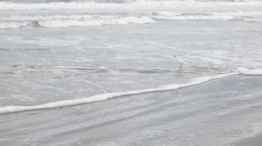 Tek beyaz kuş bulutlu gökyüzünün altında okyanusta balık yakalıyor.