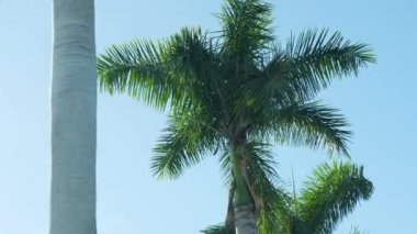 Güneşli yaz gününde yeşil yapraklı tropikal palmiye ağacı, mavi gökyüzü, beyaz bulutlar.