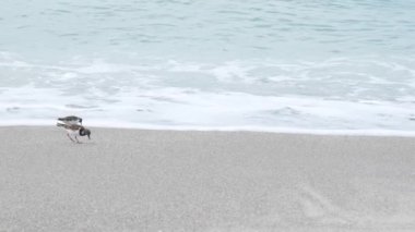 İki beyaz kuş, bulutlu gökyüzünün altında, okyanusta ıslak bir kumsalda yürüyor.