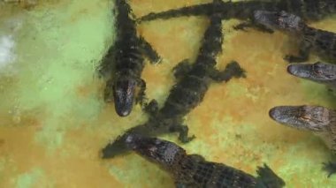Birçok genç timsah Florida, ABD 'de bir timsah çiftliğinde yüzer. Timsahlar çeşitli boyutlarda ve arka planda beton bir levha ile sığ bir havuzda bulunuyorlar..