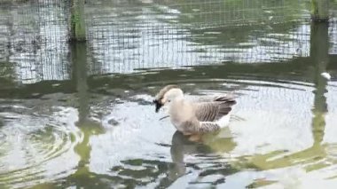 Vahşi gri kaz gölde yüzer, şehir parkı göleti, tüylü ördek ailesinin göçü, vahşi hayatı koruma.