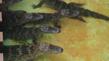 Birçok genç timsah Florida, ABD 'de bir timsah çiftliğinde yüzer. Timsahlar çeşitli boyutlarda ve arka planda beton bir levha ile sığ bir havuzda bulunuyorlar..