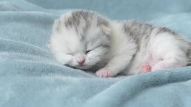 4K çizgili ev kedisi uyuyordu, mavi ışıklı battaniyenin üzerinde yatıyordu. Uyku kedisi. Sevimli evcil hayvan kavramı