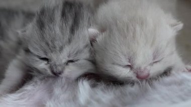 Anne kedi yeni doğmuş yavrularını emziriyor, yakın plan. Evcil hayvan hayatı