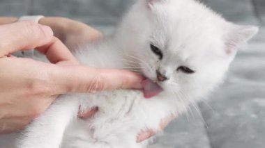 Şirin, tüylü beyaz kedi yavrusu arka planda parmağını yalıyor. Yüksek kalite 4k görüntü.