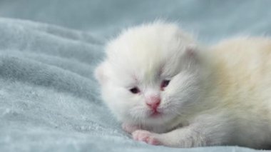 4K çizgili ev kedisi uyuyordu, mavi ışıklı battaniyenin üzerinde yatıyordu. Uyku kedisi. Sevimli evcil hayvan kavramı