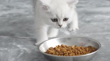 Şirin tüylü beyaz kedi yavrusu arka planda kuru kedi maması kokluyor. Yüksek kalite 4k görüntü.