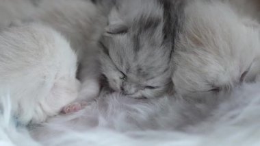 Anne kedi yeni doğmuş yavrularını emziriyor, yakın plan. Evcil hayvan hayatı.
