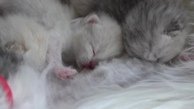 Anne kedi yeni doğmuş yavrularını emziriyor, yakın plan. Evcil hayvan hayatı.