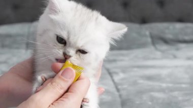 Şirin, tüylü beyaz kedi yavrusu arka planda parmağını yalıyor. Yüksek kalite 4k görüntü.
