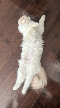 Yumuşak, açık renkli bir kedi, koyu ahşap zeminde sırtüstü uzanmış, rahat bir şekilde göbeğini sergiliyor. Bu görüntü rahatlık, huzur ve kaygısız bir ruh taşır. Hayvan severler için idealdir..