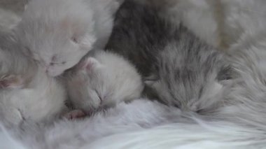 Anne kedi yeni doğmuş yavrularını emziriyor, yakın plan. Evcil hayvan hayatı