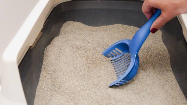Bir insan kum dolu kedi kumunu temizlemek için mavi kepçe kullanır. Düzenli temizlik, kedi için rahat bir yer sağlayarak hijyen ve koku kontrolü için çok önemlidir..