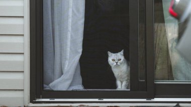 Büyüleyici gözleri olan sevimli bir evcil kedi pencere perdesinden bakıyor. Yumuşak çekilen perde sahneye zarafet katıyor ve evcil hayvan severler için davetkar bir ortam yaratıyor..