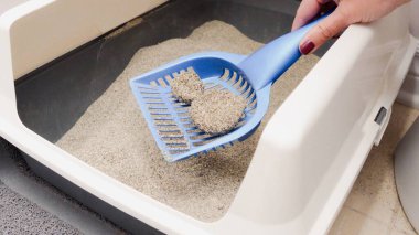 Birisi kum dolu kedi kumunu temizlemek için mavi kepçe kullanıyor. Hayvan bakımına, ev hijyenine ve evcil hayvanlarla temiz ve sağlıklı bir yaşam ortamı için gereken rutin bakımlara odaklanın..
