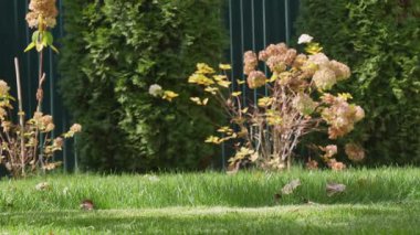 Bişkek, Kırgızistan - 09.15.2024: Sakin bir bahçede yemyeşil çimenler, çiçek açan çiçekler ve zengin yapraklar, dinlenmek ve keyif almak için sakin bir açık hava ortamı sağlıyor