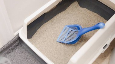 Mavi bir kepçe eşliğinde içi taze, kümelenmiş kedi kumu dolu temiz bir kedi kumluğu. Evcil hayvan sahipleri için ideal hijyen ve kedilerine rahat bir ortam sağlamak için..