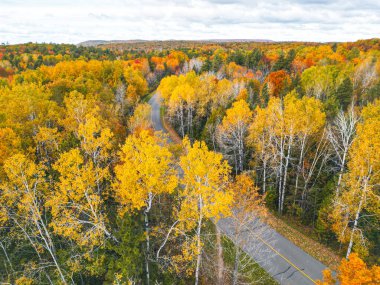 Bereketli bir ormanda kıvrımlı bir yol, canlı sonbahar renkleri sergiliyor. Ağaçların çarpıcı kırmızıları, portakalları ve sarıları muhteşem ve büyüleyici bir manzara yaratıyor..