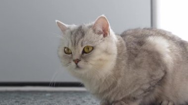 Sarı gözlü güzel tekir kediyi yakından çekmek, evcil hayvan. Gri Güzel Kedi Kameraya Bakıyor