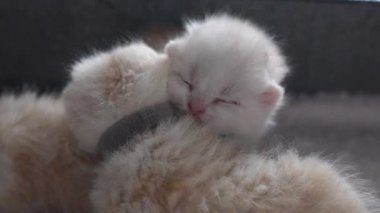 Battaniyenin üzerinde uyuyan sevimli kızıl kedicikler. Kediler yatakta kestirirler. Rahat bir evde uyuyan evcil hayvan. Üst görünüm