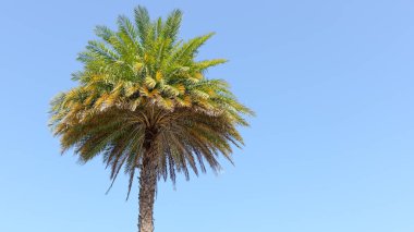 Bereketli yeşil yaprakları olan uzun palmiye ağaçları açık mavi gökyüzüne doğru uzanır ve sakin bir tropikal ortam yaratır.