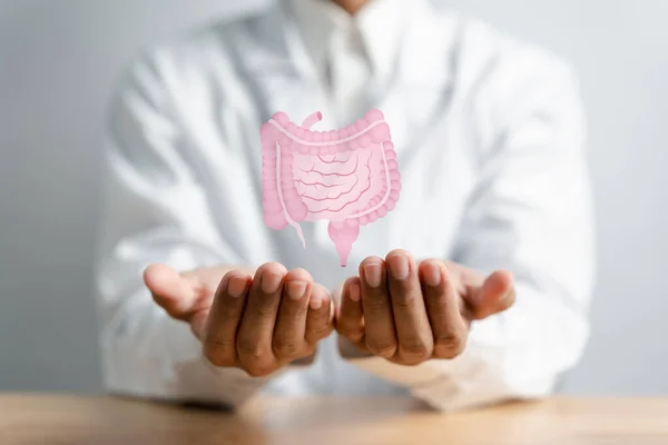 stock image doctor in a white coat hands holding stomach with intestine virtual icon, probiotics food for gut health, colon cancer, bowel inflammatory. Health checkup concept.