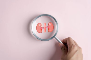 Büyüteç odaklanması böbrek organ ikonu, kronik böbrek hastalığı, böbrek yetmezliği, diyaliz, sağlık kontrolü konsepti.