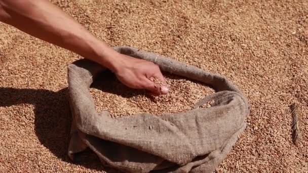 Farmers Hands Checks Wheat Quality Grains Harvests Pour Out Bag — Vídeos de Stock