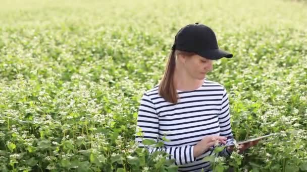 Female Agronomist Tablet Check Growth Field Buckwheat Flowers Woman Touching — 图库视频影像