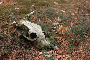 Cow skull lying on the ground. Dried cow skull. Side view. Skull of a bull or cow animal. cow skull in the forest. forest pollution.
