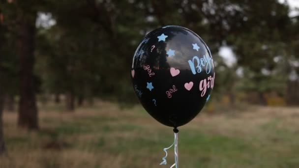 Viering Gender Party Natuur Zwarte Ballon Met Inscriptie Boy Girl — Stockvideo