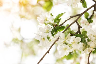 Beyaz elma çiçeği. İlkbahar bahçesinde güzel ve açık renkli elma ağaçları açan dallar. Makro doğal arka plan. Bahar çiçeği arkaplanı.