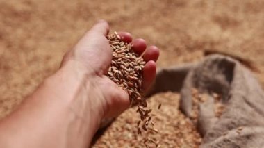 A farmers hands checks the wheat the quality grains harvests and pour out in bag. Agronomist examines and analyzes the wheat in his palm. Agricultural. Harvesting